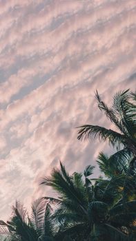 VERTICAL tropical coconut green palm tree sky white clouds background summer day air Spindrift cloud.