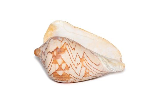 Image of cymbiola nobilis sea shell is a marine gastropod mollusk in the family Volutidae isolated on white background. Undersea Animals.