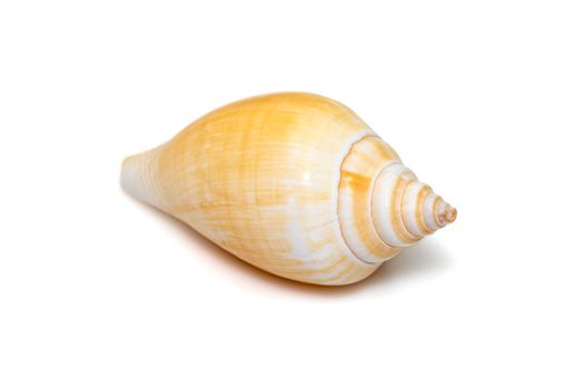 Laevistrombus canarium (commonly known as the dog conch or by its better-known synonym, Strombus canarium) is a species of edible sea snail. Sea snail. Undersea Animals. Sea Shells.