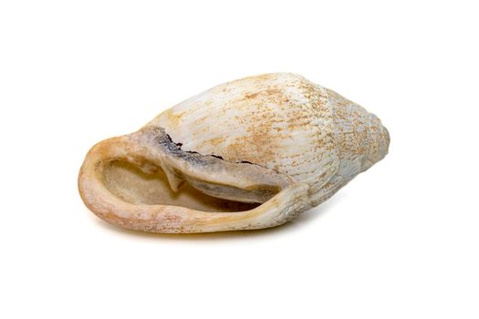 Image of very old white phalium granulatum sea shell isolated on white background. Undersea Animals. Sea Shells.