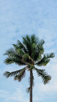 VERTICAL tropical coconut green palm tree sky white clouds background summer day air Spindrift cloud.