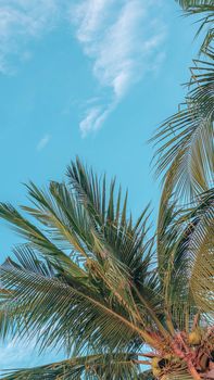 VERTICAL tropical coconut green palm tree sky white clouds background summer day air Spindrift cloud.