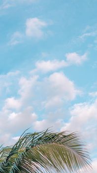 VERTICAL tropical coconut green palm tree sky white clouds background summer day air Spindrift cloud.