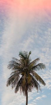 VERTICAL tropical coconut green palm tree sky white clouds background summer day air Spindrift cloud.