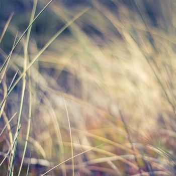 Nature background, environmental and agriculture concept - Rural field, a day in countryside