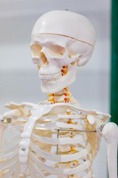 Model of the human skeleton for the study of anatomy. Close-up