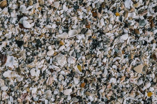 Close-up seashells on beach sand summer day. Abstract ocean background pattern collection.