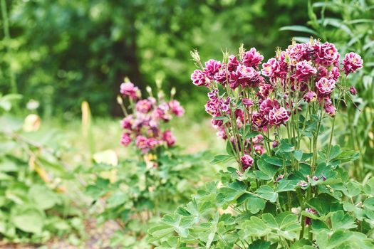 The seed bearing part of a plant, consisting of reproductive organs that are typically surrounded by a brightly colored corolla and a green calyx. Red burgundy garden flowers bluebells and pale greens