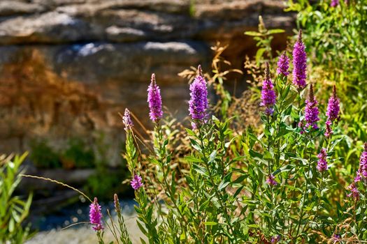 a plant of temperate regions that typically has leaves similar to those of the willow and pink or pale purple flowers.