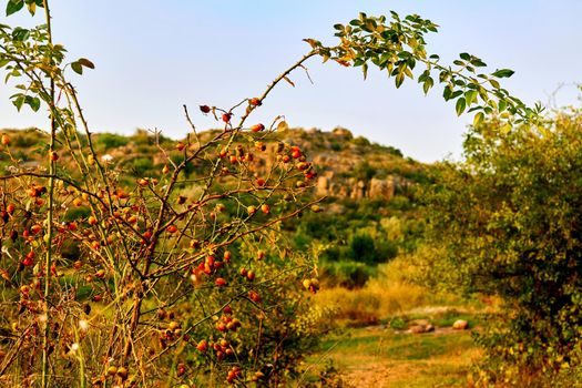 The fruit of a rose, especially a wild kind. Red healthy rose hips for tea and tincture, filled with vitamins and microelements. A bush of red useful rose in a mountain valley and setting sunset sun