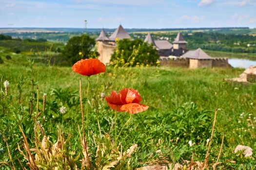 a herbaceous plant with showy flowers, milky sap, and rounded seed capsules. Many poppies contain alkaloids and are a source of drugs. Two red scarlet poppies, a green field and fortress by the river