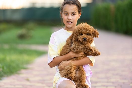 a little girl with Adorable Maltese and Poodle mix Puppy or Maltipoo dog.