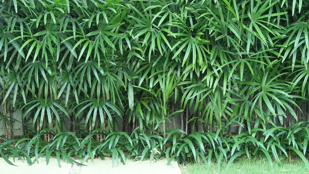 Nature wall of Lady palm tree or bamboo palm which in front of white color cement background wall for represent mood and tone of tropical asia jungle and refreshing feeling