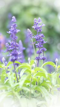 Lavender flower are bright and colorful violet color blooming and fragrancing with sunlight outdoor at Furano district Hokkaido north part of Japan in summer season mid of August 