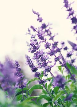 Lavender flower are bright and colorful violet color blooming and fragrancing with sunlight outdoor at Furano district Hokkaido north part of Japan in summer season mid of August 