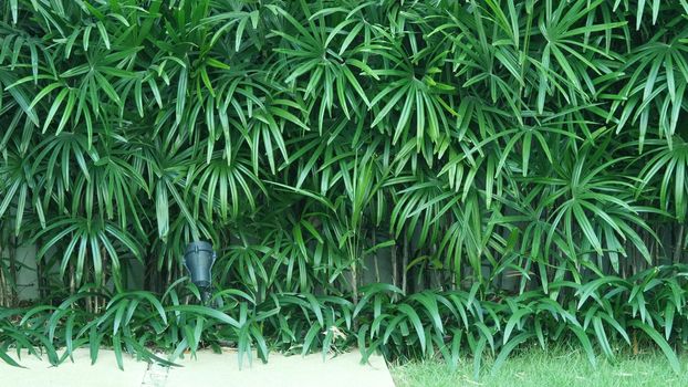 Nature wall of Lady palm tree or bamboo palm which in front of white color cement background wall for represent mood and tone of tropical asia jungle and refreshing feeling