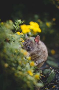 Giant african pouched rat or crycetomys gambianus in a garden with pansies