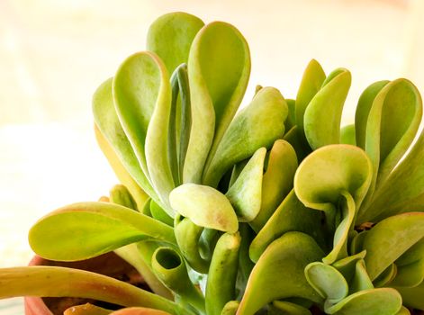 Colorful Crassula ovata Gollum plant in the garden in Spain