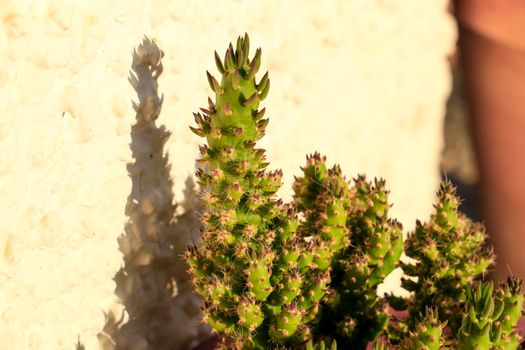 Potted and colorful Austrocylindropuntia Subulata plant in the garden