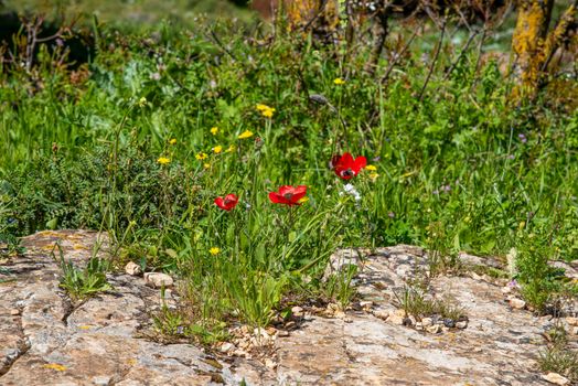 Red poppies, cornflowers and wheat spikes. Fragile nature, environment biodiversity concepts. Rural background. High quality photo