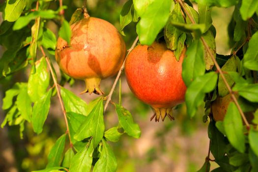 Colorful pomegranates hanging from Punica Granatum tree in the garden