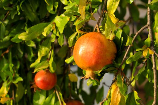 Colorful pomegranates hanging from Punica Granatum tree in the garden