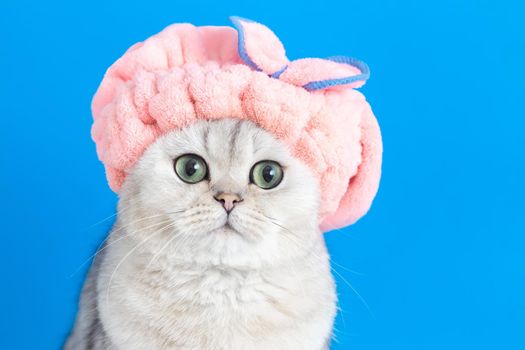 A charming white cute cat, after bathing, is sitting on a blue background, in a pink terry hat, looking at the camera. close up. Copy space