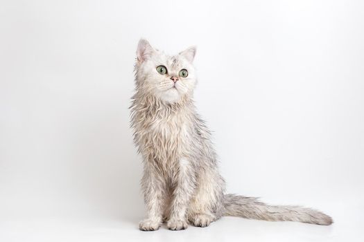 Funny wet white cute british cat, after bathing, sits on a white background. Copy space