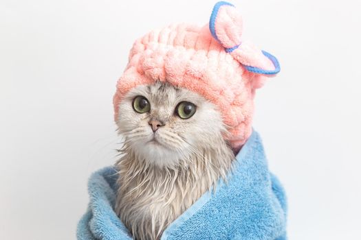 Funny wet white cute kitten, after bathing, wrapped in a blue towel in a pink terry cap on his head, sits on a white background. Close up