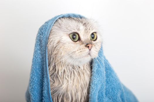 Funny wet white cute cat, after bathing, wrapped in a blue towel with his head, sitting on a white background, looking at the camera. Close up. Copy space
