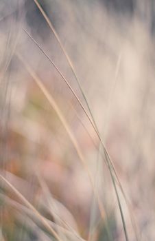 Nature background, environmental and agriculture concept - Rural field, a day in countryside