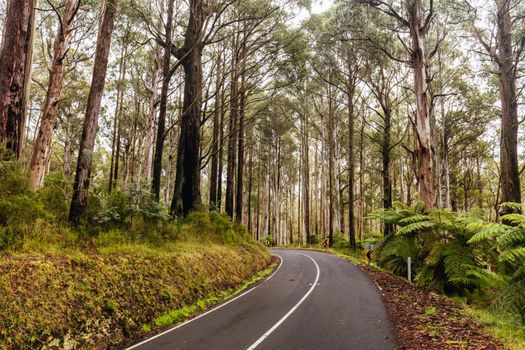 The lush ferny surroundings on a cold misty day along Woods Point Rd and Reefton Spur near Warburton and Marysville in Victoria, Australia