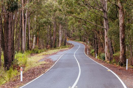 The lush ferny surroundings on a cold misty day along Woods Point Rd and Reefton Spur near Warburton and Marysville in Victoria, Australia