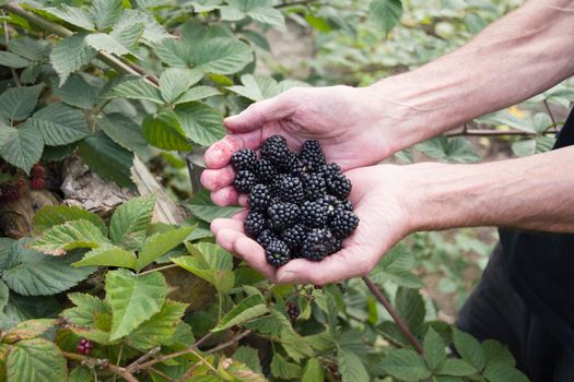 male hands holding a full handful of fresh blackberries, picking berries and fruits, harvest, seasonal gardening. High quality photo