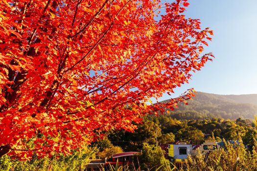 Warburton, Australia - April 22 2022: Early morning light in autumn over the rural town of Warburton in Victoria,. Australia
