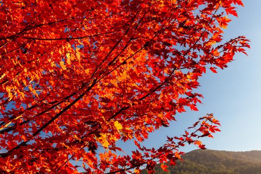 Late afternoon light in autumn thru a maple tree in the rural town of Warburton in Victoria,. Australia