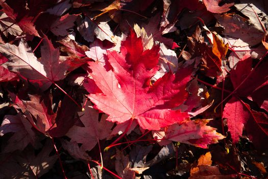 Late afternoon light in autumn thru a maple tree in the rural town of Warburton in Victoria,. Australia