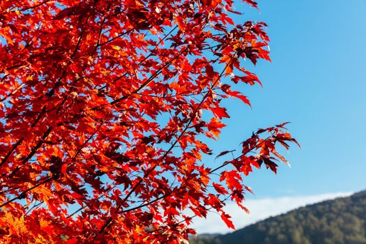 Late afternoon light in autumn thru a maple tree in the rural town of Warburton in Victoria,. Australia