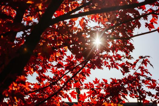 Late afternoon light in autumn thru a maple tree in the rural town of Warburton in Victoria,. Australia