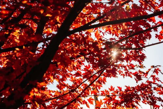 Late afternoon light in autumn thru a maple tree in the rural town of Warburton in Victoria,. Australia
