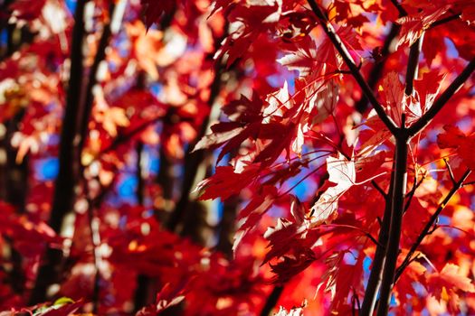 Late afternoon light in autumn thru a maple tree in the rural town of Warburton in Victoria,. Australia