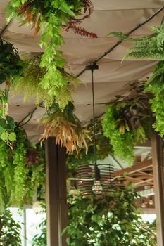 Cafe interior with elements of biophilic design. The ceiling is decorated with hanging indoor plants. The concept of biophilia.