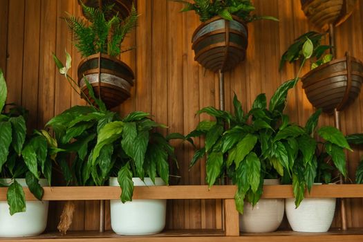 Cafe interior with elements of biophilic design. The concept of biophilia.