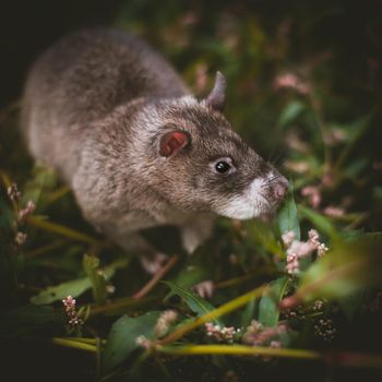 Giant african pouched rat or crycetomys gambianus in a garden with pansies