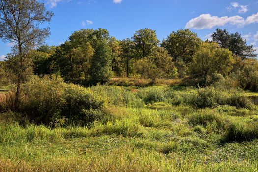 shrub near a swampy river