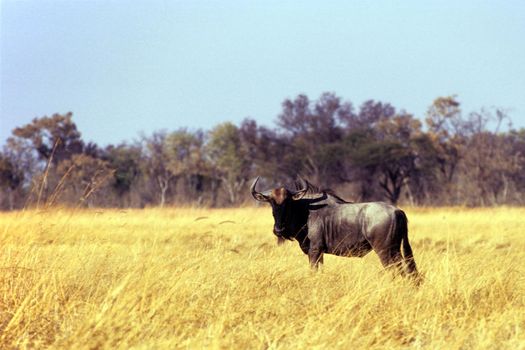 Blue Wildebeest, Connochaetes taurinus,