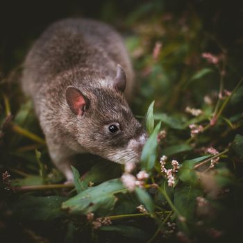 Giant african pouched rat or crycetomys gambianus in a garden with pansies