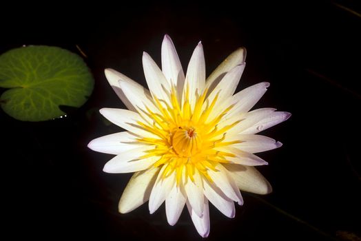 Waterlilly (Nymphea nouchali), Okavango Delta, Botswana, Africa