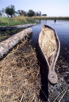 mokoro and tourist swiming in okavango delta, botswana