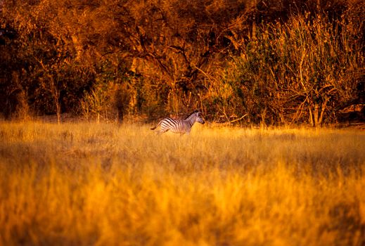 Plains Zebra (Equus burchellii), Moremi Wildlife Reserve, Botswana, Africa